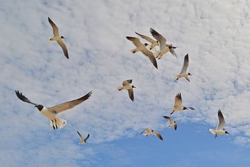 Seagulls by Ron Steens