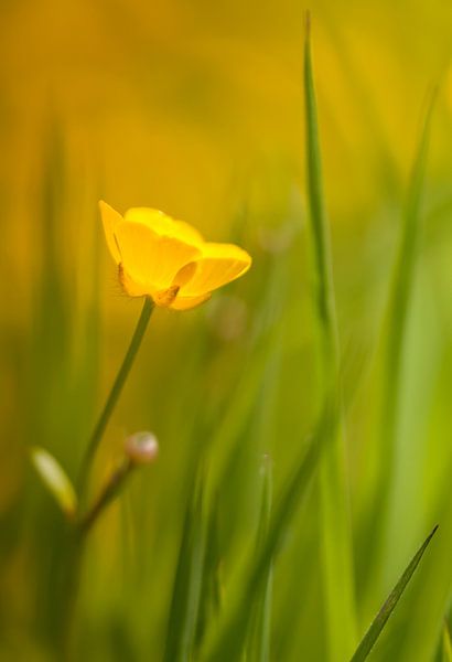 Boterbloem in 't avondlicht van Ellen Driesse