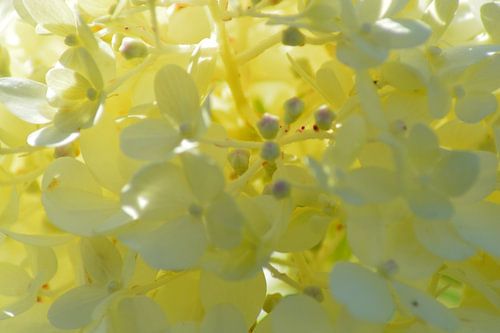 hortensia