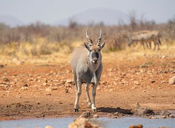 Eland in Etosha Nationaal Park, Namibië Afrika van Patrick Groß