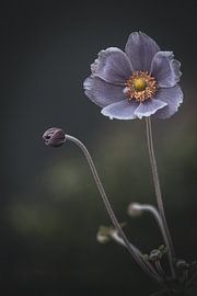 Chinesische Anemone (violett) - Anemone hupehensis von Jan Eijk