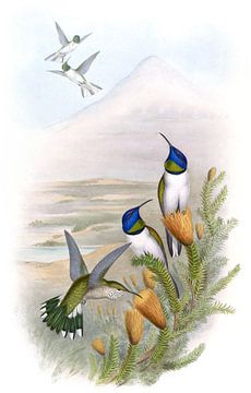 Chimborazian Hill-Star, John Gould van Hummingbirds