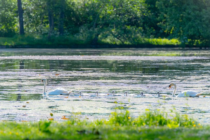 Familie Schwäne auf dem Wasser von Consala van  der Griend