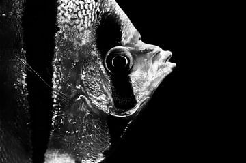 Im Aquarium