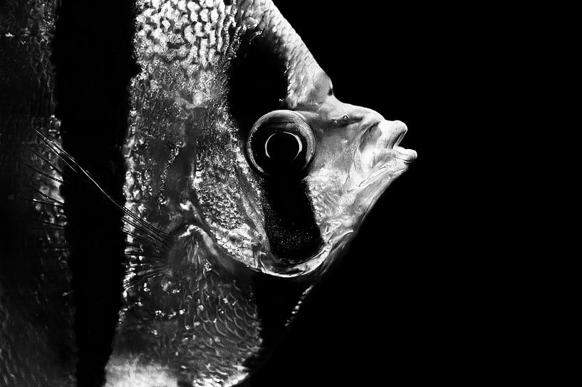 In the aquarium by Ken Kühlbrandt