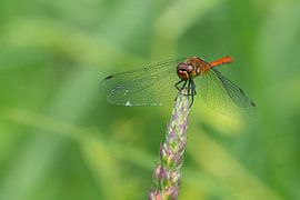 Libelle sur Marjolein Gompel