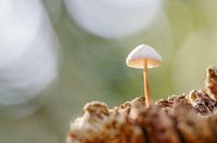 Pilz
