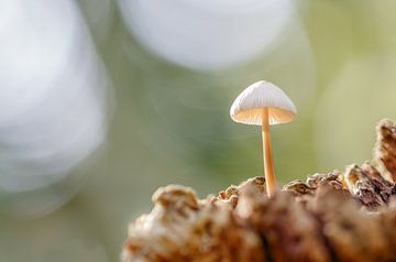 Paddenstoel in het ochtendlicht van Karin Bijpost