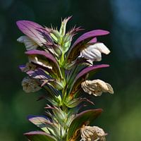 Akanthus