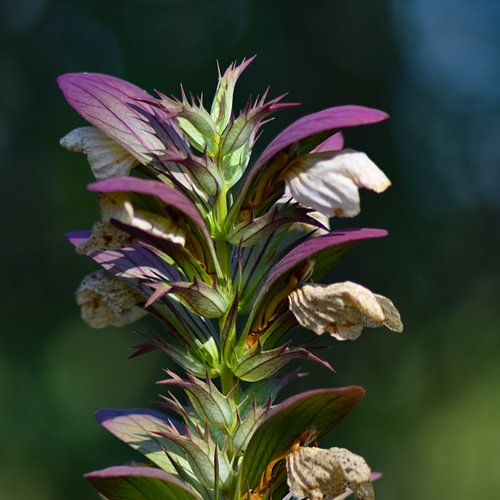 Acanthus bloem