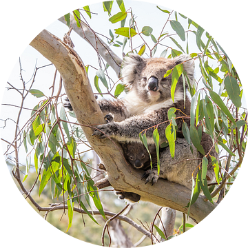 Koala met jong in een eucalyptus van Thomas van der Willik