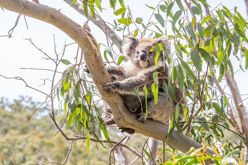 Koala met jong in een eucalyptus van Thomas van der Willik