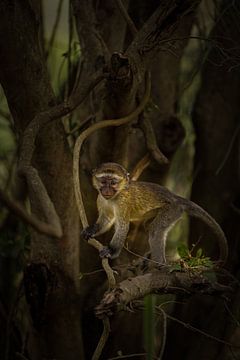 Ein Porträt eines kleinen schmierigen Affen. von Gunter Nuyts