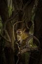 Een portret van een klein vervet  aapje. van Gunter Nuyts thumbnail