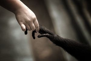 The creation of evolution
