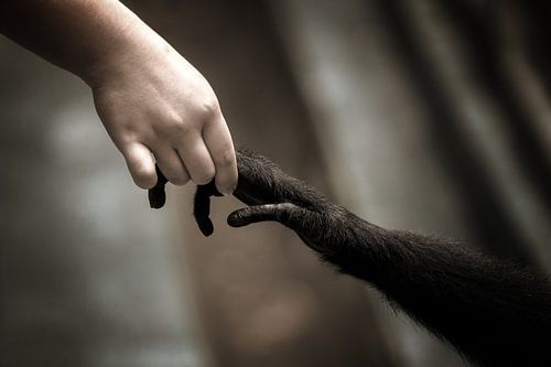 The creation of evolution