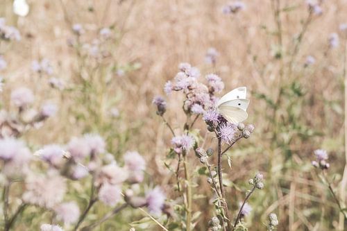 papillon blanc sur Stefanie Hürrich