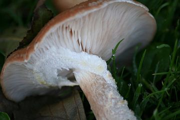 The fallen mushroom by Janneke Wiersma