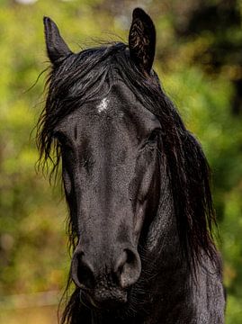 Nahaufnahme eines schwarzen Pferdes mit weißer Blesse. von Brian Morgan