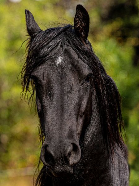 Closup of a Black Horse with white blaze. by Brian Morgan