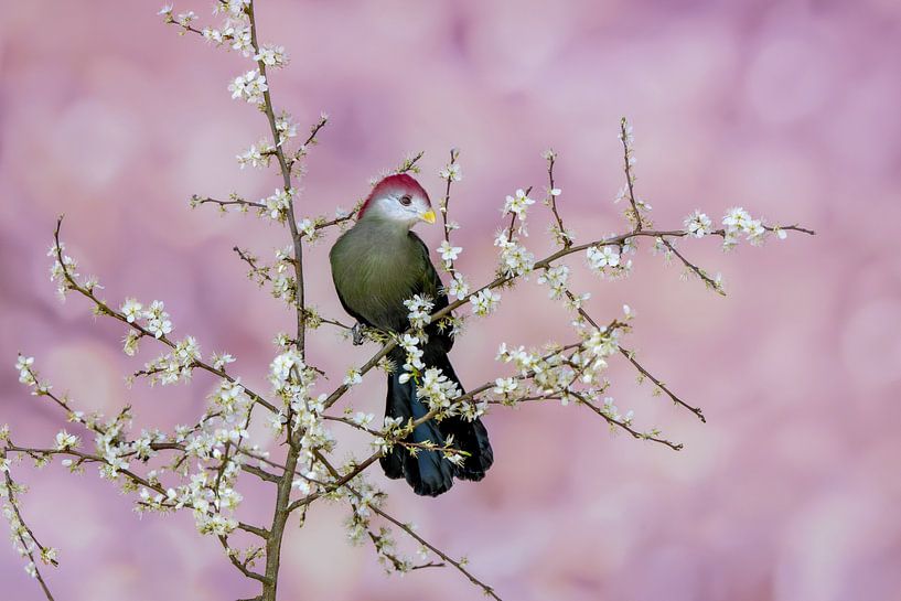 Exotischer Vogel inmitten von Blüten von Paula Ketz