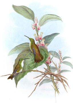 Snowy-Throated Emerald, John Gould van Hummingbirds
