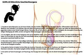 Organes génitaux masculins 16395.10