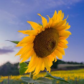 Sonnenblume auf dem Feld von Linda Hanzen