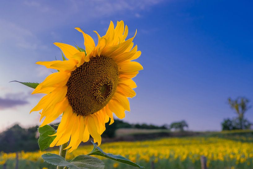 Sunflower in the field by Linda Hanzen
