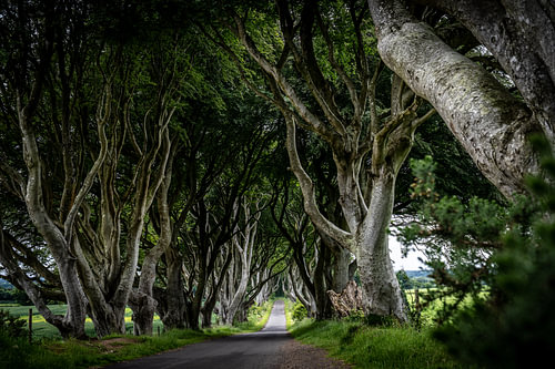 The Dark Hedges