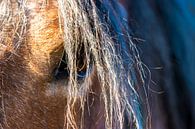 Belgian horse by ton vogels thumbnail
