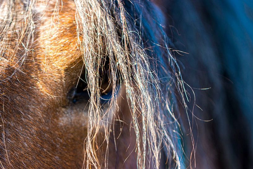 Belgian horse by ton vogels
