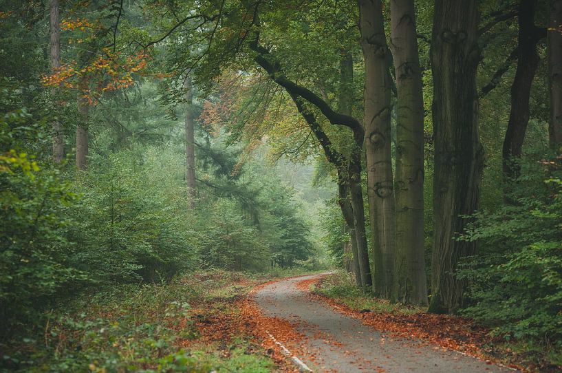 Hiking trail autumn by Nancy van Verseveld