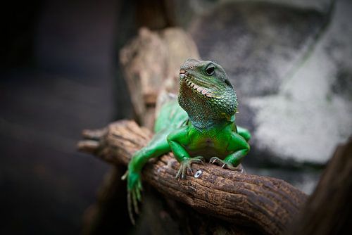 groene wateragaam, Physignathus cocincinus