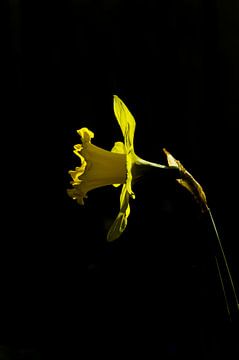 Gele Narcis in het donker van Arthur Hooijer