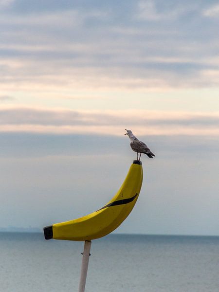 De banaan en de meeuw van didier de borle