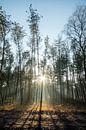 Lichtstralen door de bomen van Manon Verijdt thumbnail