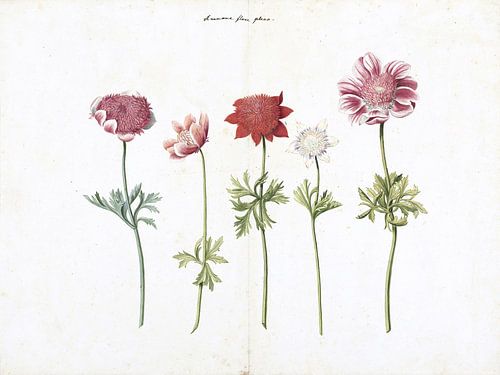 Vijf studies van anemonen - ca. 1760