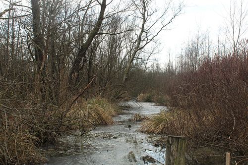 Waterstroom in Nationaal Park De Alde Feanen
