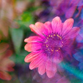 Echinacea photographed with a prism by Kaat Zoetekouw