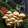 Un groupe de champignons à miel sur Gerard de Zwaan