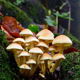 A group of honey mushrooms by Gerard de Zwaan