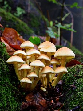 A group of honey mushrooms