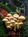 A group of honey mushrooms by Gerard de Zwaan thumbnail