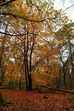schöner Wald in Herbstfarben mit vielen Blättern auf dem Boden in rot-orange-grüner und goldener Far