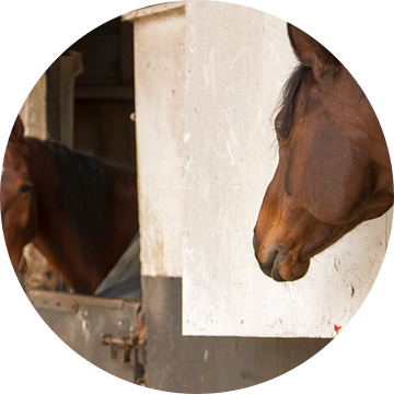 Paarden in de paardenstal van Ineke Huizing