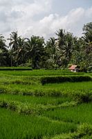 Rice fields around Ubud