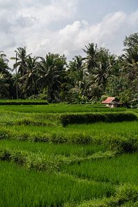 Rizières autour d'Ubud