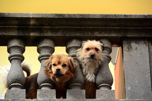 HONDEN 11