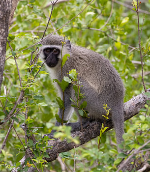 Little monkey
